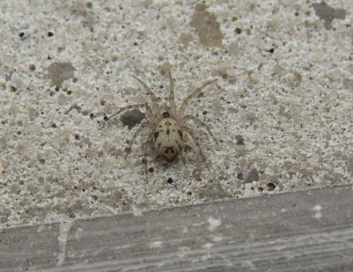 Réf. 307 614 : Oecobius navus